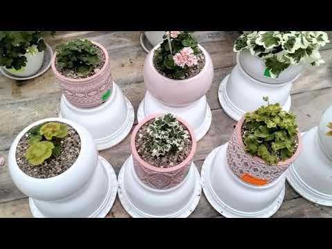 Видео: #195.Пеларгонии малютки. Выращивание,уход. Мой опыт.