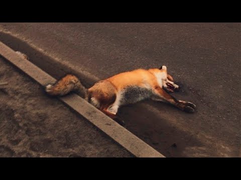 Видео: Полуживая лисица лежала на обочине дороги  и тихо скулила, надеясь на спасение. Дальше случилось..