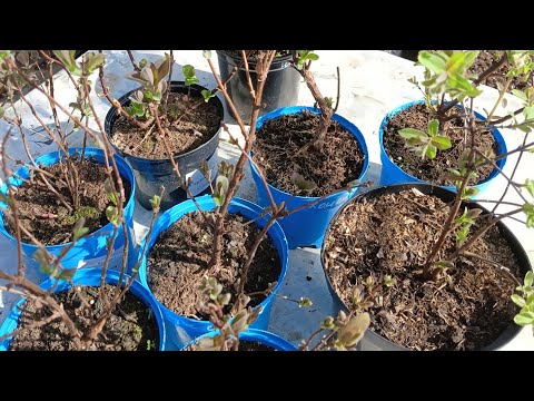 Видео: Выращиваю жимолость в контейнерах. Сорта для ЦЧР. Кто я такая?! Разговор про...