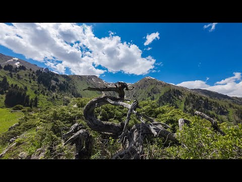 Видео: Вверх по ущелью Казачки вдоль хребта Терисбутак