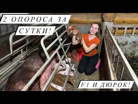 Видео: Самый многоплодный опорос в нашем хозяйстве! Долгожданные поросята!