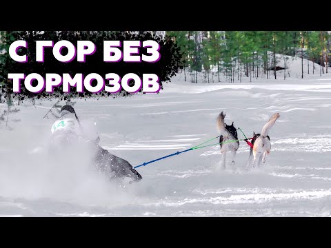 Видео: Тормози или упадешь | Самая сложная трасса | Гонка на собаках