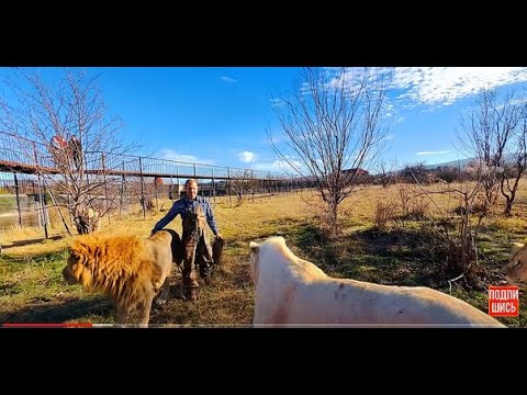 Видео: Сын вожака львов понял ЧТО НУЖНО СДЕЛАТЬ и помог мне!