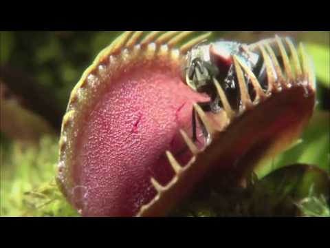 Видео: ПЛОТОЯДНЫЕ РАСТЕНИЯ - ХИЩНИКИ || ЖИВАЯ ЗЕМЛЯ ©