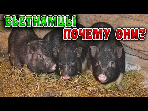 Видео: ПОЧЕМУ я купил ВЬЕТНАМСКИХ СВИНЕЙ?!