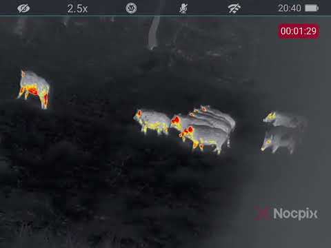 Видео: Кабаны идут на кормушку. Iray Nocpix lumi H35r.