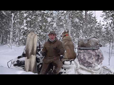 Видео: На лося с подхода.
