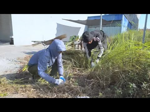Видео: Результатом расчистки заросшей травы стало потрясающее преображение тротуара