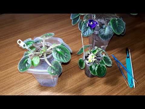 Видео: Погибла точка роста у фиалки. В чем причина, и что делать дальше?