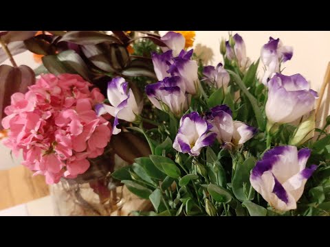 Видео: Эустома цветок как Черенковать и Сохранить Эустому на зиму🌷🌷🌷