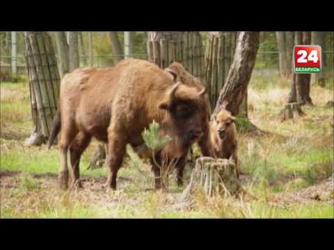 Видео: Беловежская пуща 5. Осторожно, зубр