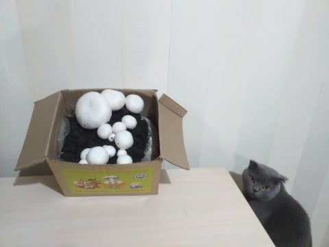 Видео: Выращивание шампиньонов дома. Сорт оникс.