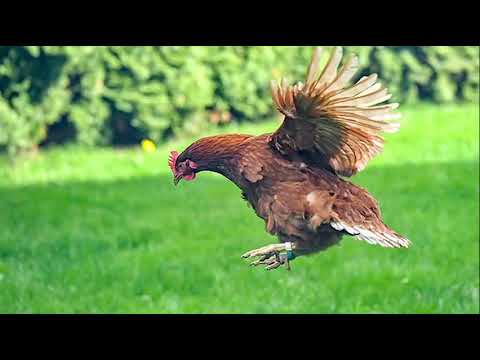 Видео: "Облака", Прохожий (набросок от 17.09.25 г)