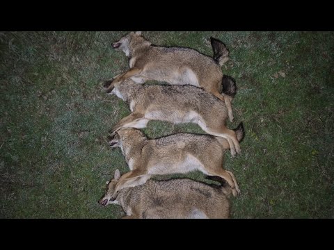 Видео: Визит Александра в шакалье Эльдорадо, есть и такие места в Ростовских степях.
