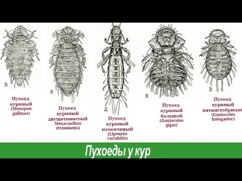 Видео: Пухопероеды и куриные клещи, чем с ними бороться? Ивермек или Ивермектин!