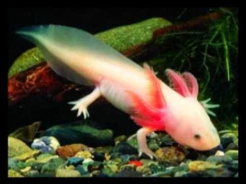 Видео: Природоведение 48. Необычные животные — Шишкина школа