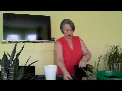 Видео: Мои любимцы сансевиерии.