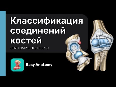Видео: Классификация соединений костей