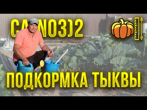 Видео: Гигантская тыква, схема подкормок, на этапе выращивания вегетативной части