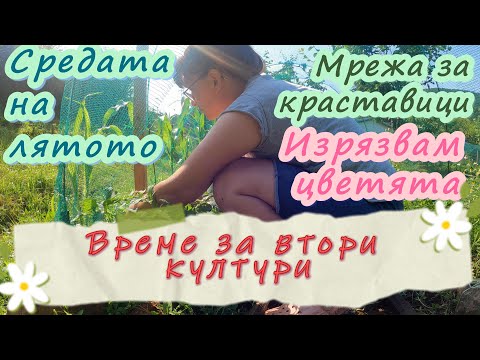 Видео: Време за втора култура, махнах цветята, слагам мрежа за краставици, подрязвам череша