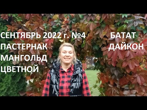 Видео: Сентябрь 2022 №4. Батат, пастернак, дайкон - собираем урожай!