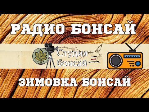 Видео: Зимовка бонсай / Радио подкаст - Павел Горбачев @Studio.Bonsai