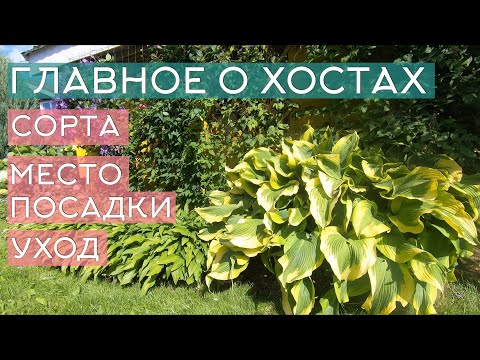 Видео: Главное о хостах: тень или солнце, как выбрать место для посадки хост, уход за хостами, выбор сортов