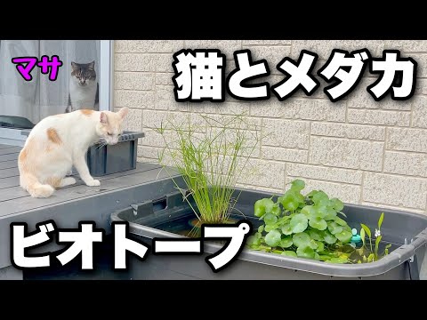 Видео: Всего за два месяца биотоп медаки стал таким... Слишком много мальков и водных растений.