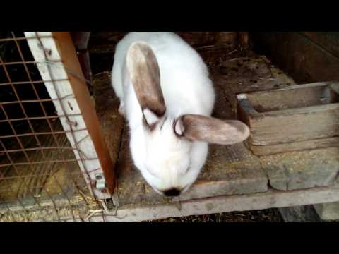 Видео: Болезни кроликов!С чем пришлось столкнуться.