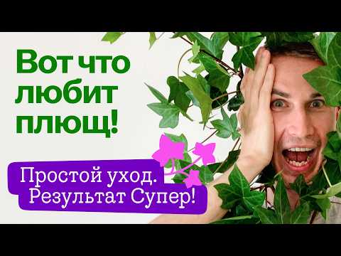 Видео: Хедера/Плющ без тормозов! Как ухаживать за плющом. Всё просто — делаю вот это