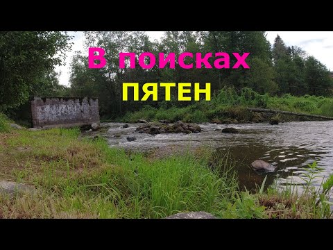 Видео: #488| Две микро речки | В поисках ручьевой форели | Ленинградская область |