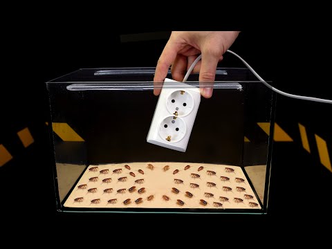 Видео: ЧТО БУДЕТ ЕСЛИ ОПУСТИТЬ РОЗЕТКУ 220V К 1000 ТАРАКАНОВ? ЧТО ЕСЛИ ТАРАКАНА УДАРИТ ЭЛЕКТРОШОКЕР?