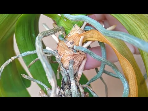 Видео: РАБОЧАЯ реанимация орхидеи БЕЗ КОРНЕЙ, чтобы ВЕРНУТЬ ТУРГОР листьев!