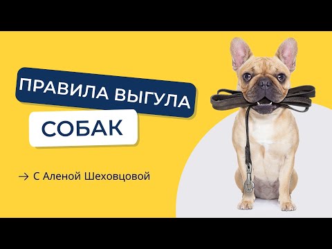 Видео: ТОП 5 советов по выгулу собак. Что такое правильный выгул собак? Как правильно выгуливать собаку?