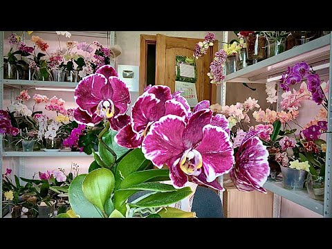 Видео: обзор орхидей "НОВОЙ" шоколадной каменной розы НЕОБЫЧНЫЕ орхидеи