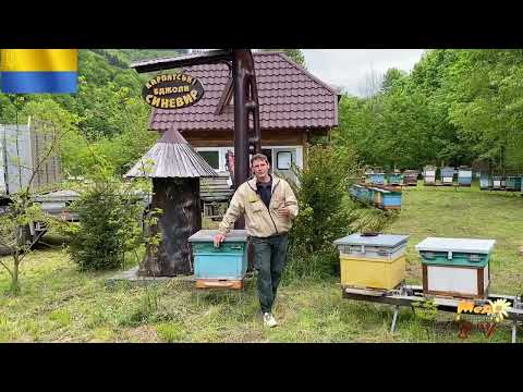 Видео: Тип Синевир - старт чистопородного розведення 2025р