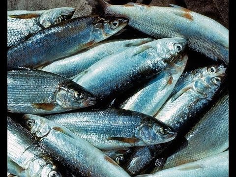 Видео: Ловля ряпушки сетями. Рыбалка на Севере. Fishing nets.