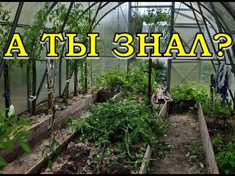Видео: Что делать в ТЕПЛИЦЕ после сбора урожая?