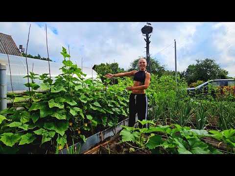 Видео: 3 огорода, 2 теплицы, хозяйство, сад и большая территория! Полный обзор урожая Около Деревни!