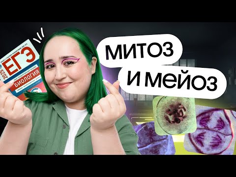 Видео: 💥ВСЁ про МИТОЗ и МЕЙОЗ для ЕГЭ по биологии 2025