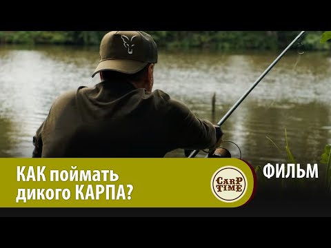 Видео: ⭐ КАК ловить КАРПА на НЕЗНАКОМОМ водоеме? КАРПФИШИНГ на ДИКОМ озере с CarpTime! ФИЛЬМ