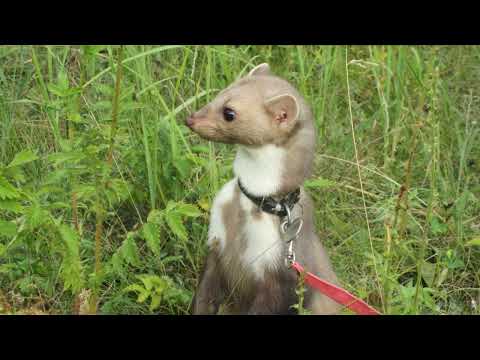 Видео: Куньи: ласки, норки и куницы (содержание, охрана) Эко лекторий 2022-20 Алексей Гевелюк