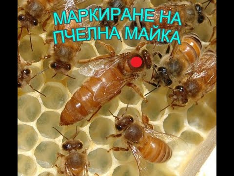 Видео: Маркиране на пчелни майки - Как, защо и с какво да го направим