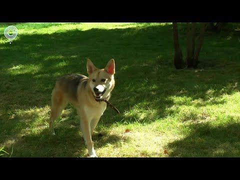 Видео: Догхантеры травят собак в Новосибирске