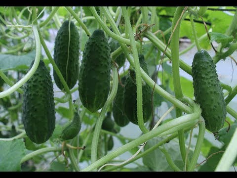 Видео: Формирование кустов огурца в теплице