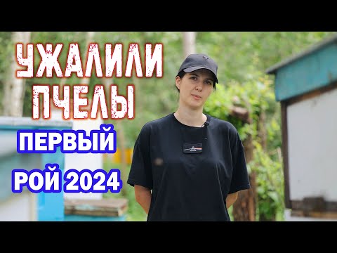 Видео: СИЛЬНО УЖАЛИЛИ ПЧЁЛЫ, ОСМОТР: ПЕРВОГО РОЯ, ОТВОДКОВ И НОВЫХ МАТОК 2024 #пчёлы #пчеловодство