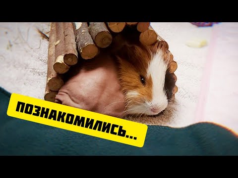 Видео: ПРАВИЛА ЗНАКОМСТВА МОРСКИХ СВИНОК 🐾 Яша впервые видит Пашу SvinkiShow