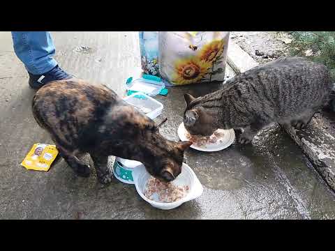 Видео: Храмой Никита С Голодной Настей! 🔥