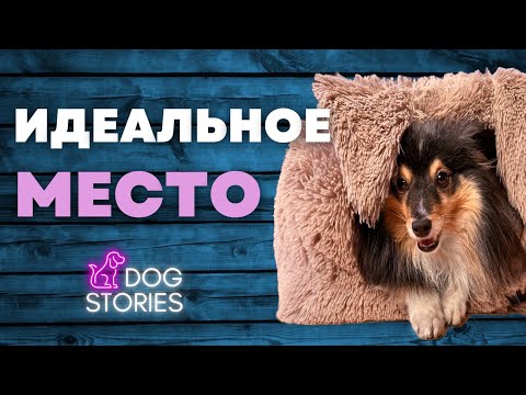 Видео: Место для собаки 🐕 Где лучше всего спать и отдыхать щенку дома 🐩 Как выбрать лежанку или подстилку 🐾