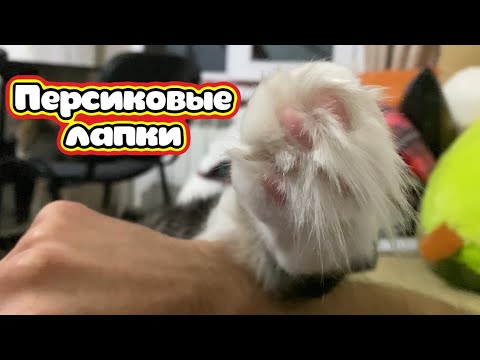 Видео: Персиковые лапки 🐾